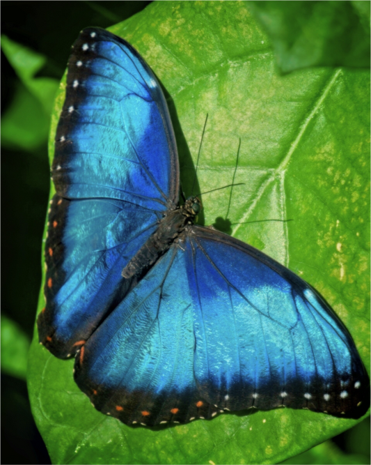 Main image Blue morpho, Butterfly Calgary Zoo Alberta