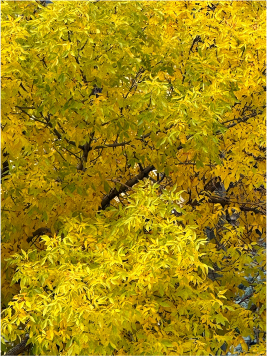 Main image Autumn Trees