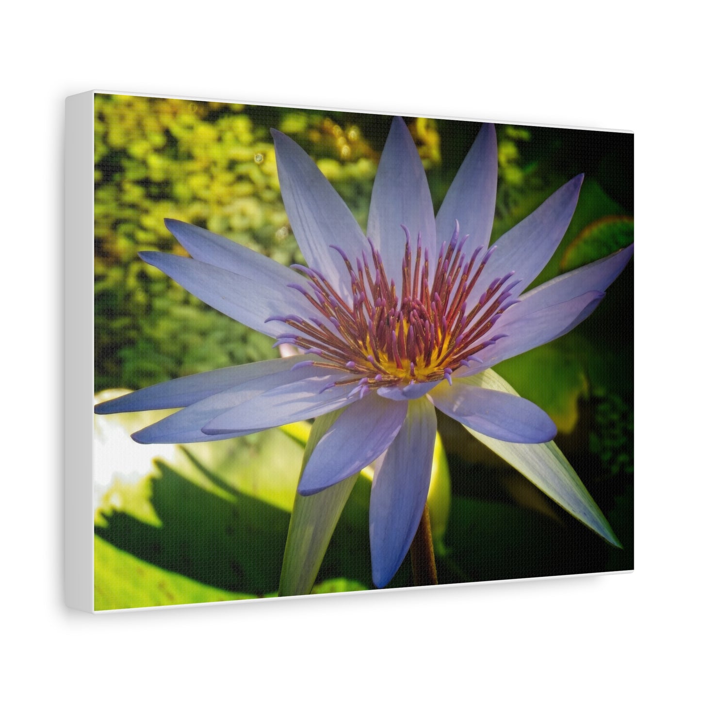 Canvas Print emergent vegetation Calgary Zoo Alberta