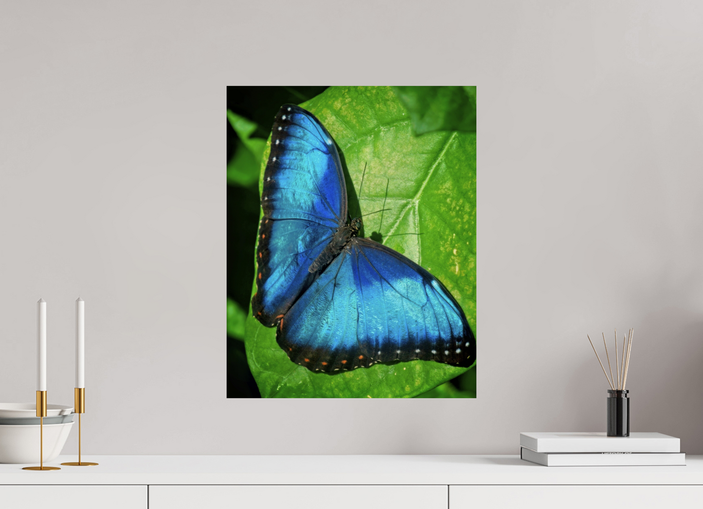 40 x 50.1 cm, Metal Blue morpho, Butterfly Calgary Zoo Alberta
