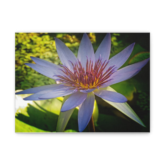 Canvas Print emergent vegetation Calgary Zoo Alberta