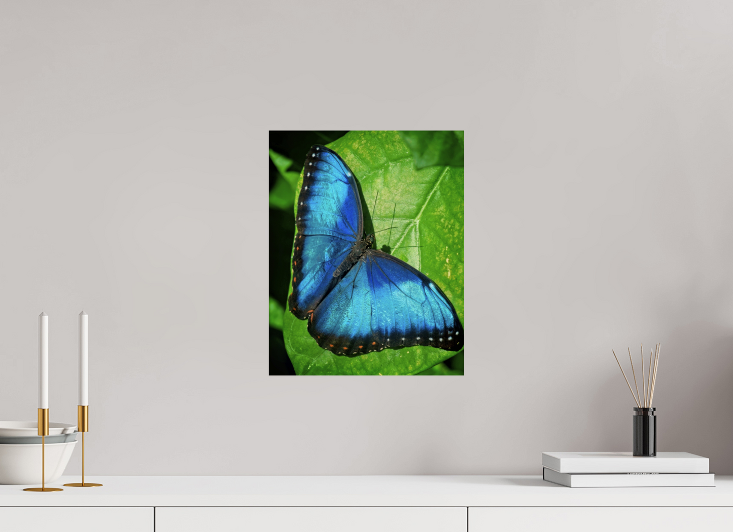 30 x 37.6 cm, Metal Blue morpho, Butterfly Calgary Zoo Alberta